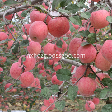 NingXia New Super Grade Organic Red Fuji Apples